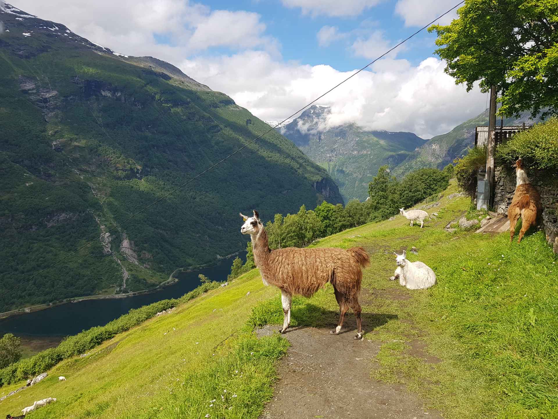 Internationell miljö på sommaren i Geiranger